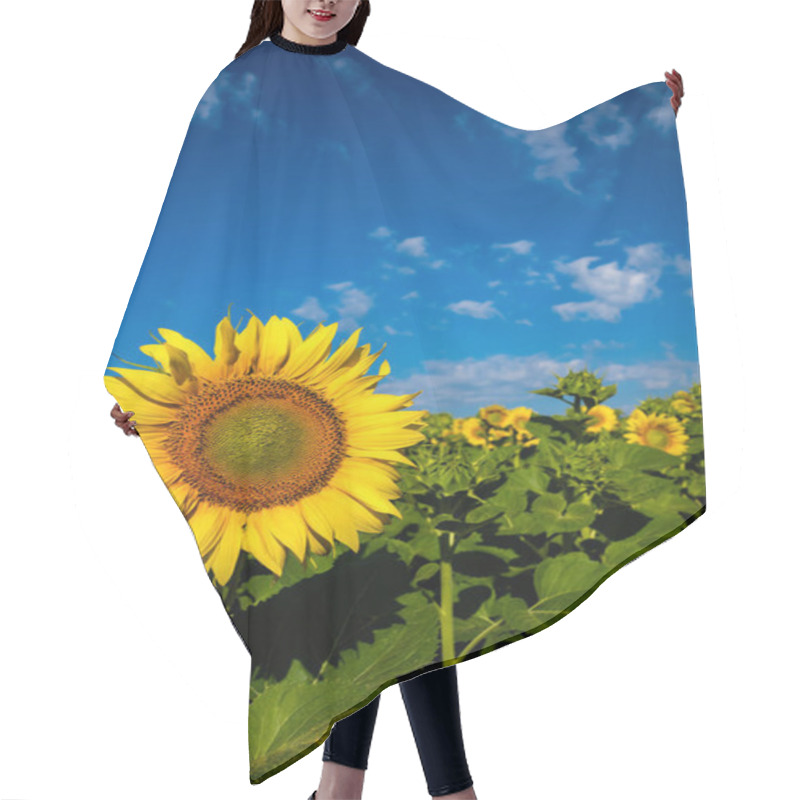 Personality  The Green Yellow Sunflower Stands On A Rural Field Against A Blue Sky With Clouds. Vertical Format. Close-up. Hair Cutting Cape