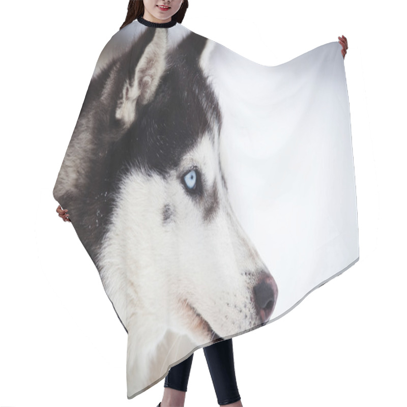 Personality  Husky Portrait With Blue Eyes Hair Cutting Cape