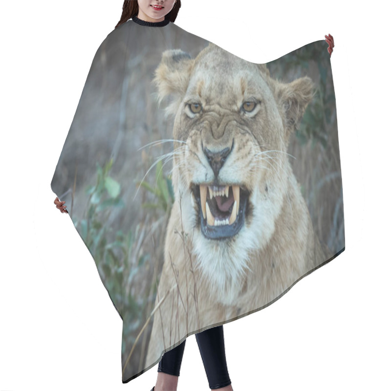 Personality  Portrait Of Adult Lioness Yawning Hair Cutting Cape