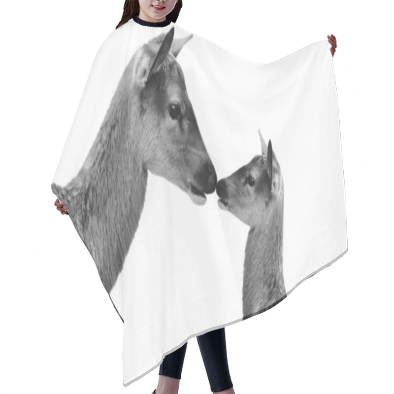 Personality  Cute Mother And Baby Deer Isolated In The White Background Hair Cutting Cape