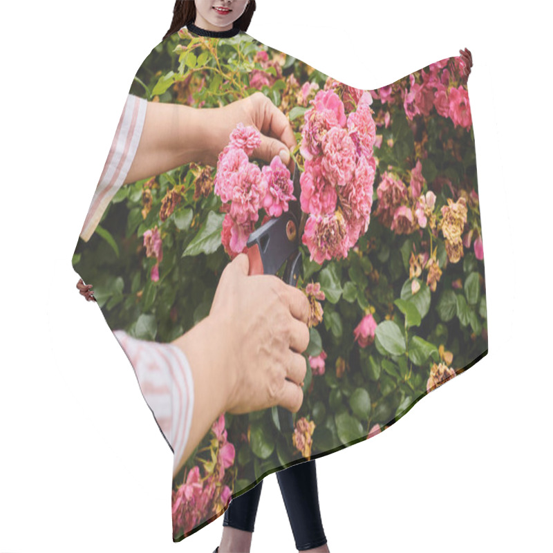 Personality  Cropped View Of Mature Woman Taking Active Care Of Her Lively Vibrant Pink Rosehip In Garden Hair Cutting Cape