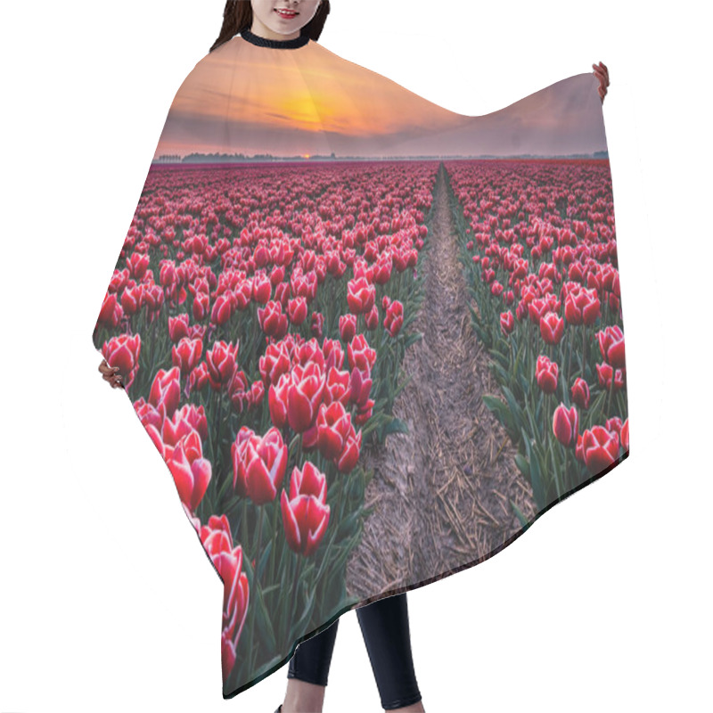 Personality  Tulip Fields In The Netherlands With On The Background Windmill Park In Ocean Netherlands, Colorful Dutch Tulips Hair Cutting Cape