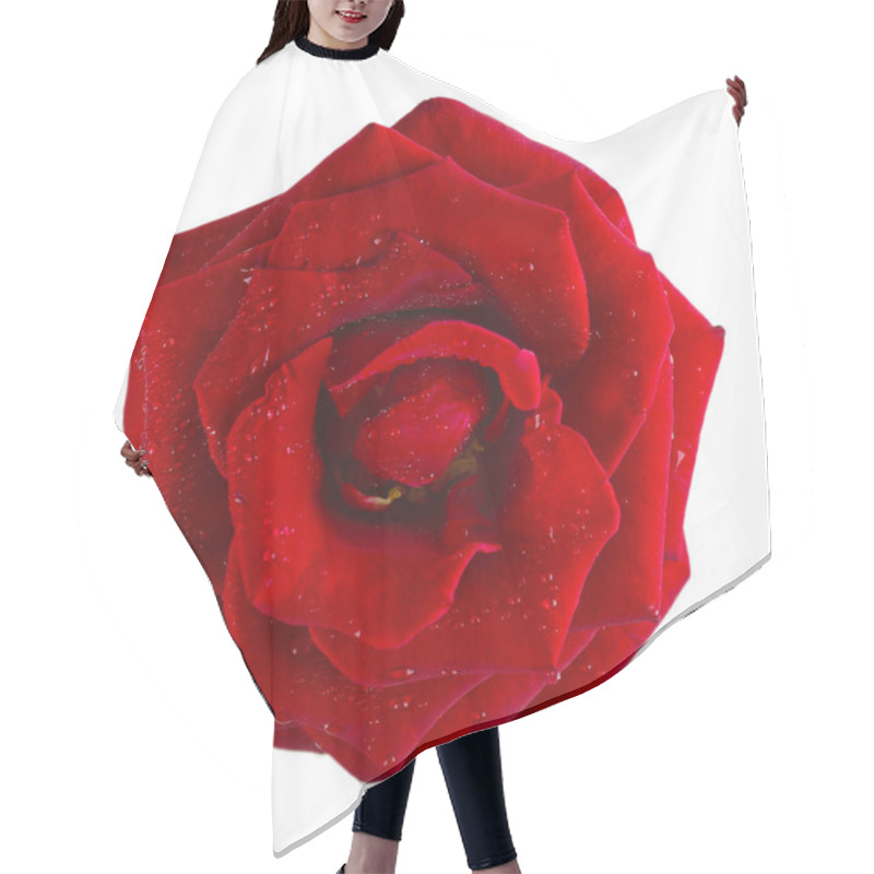 Personality  Beautiful Red Rose Isolated On White Hair Cutting Cape