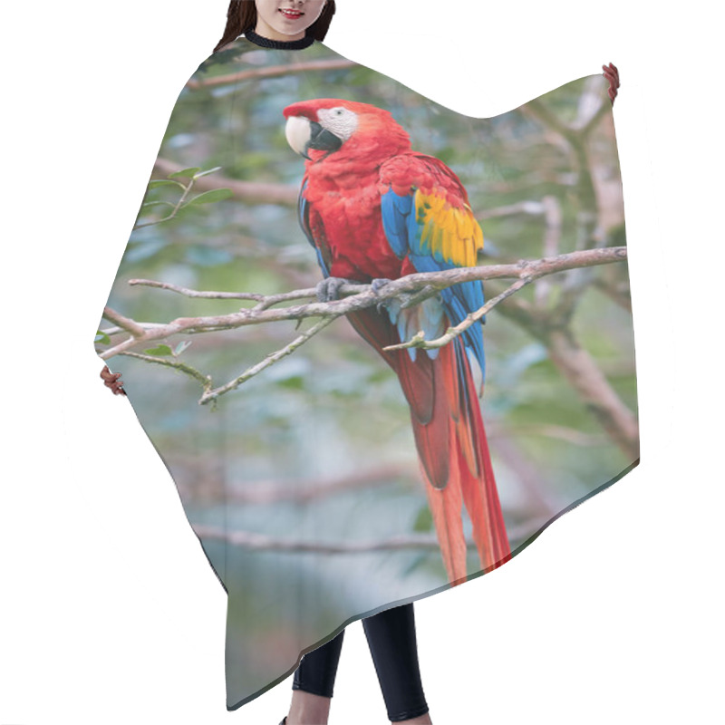 Personality  Red And Blue Parrot, Ara Macao, Scarlet Macaw, In Its Natural Environment Of Wet, Evergreen Forest. Vertical Photo. Wildlife Photography In Costa Rica, Central America. Hair Cutting Cape