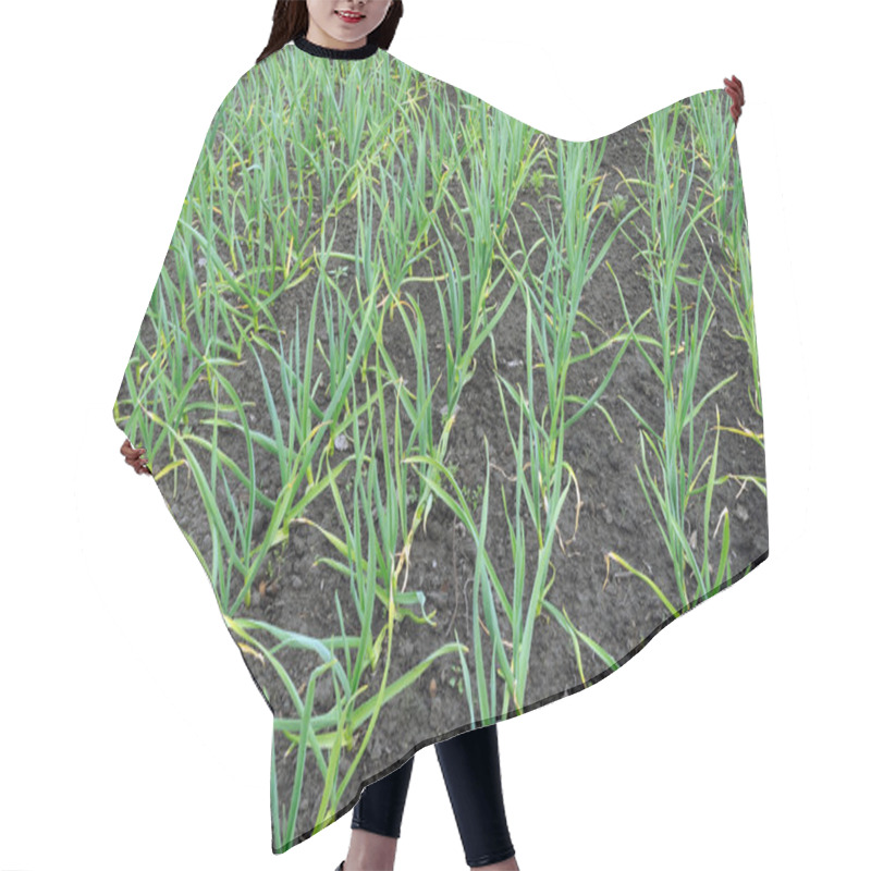 Personality  Growing Garlic Plantation Hair Cutting Cape