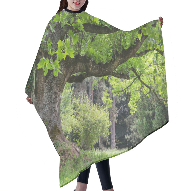 Personality  Massive Maple Tree In The Park Hair Cutting Cape