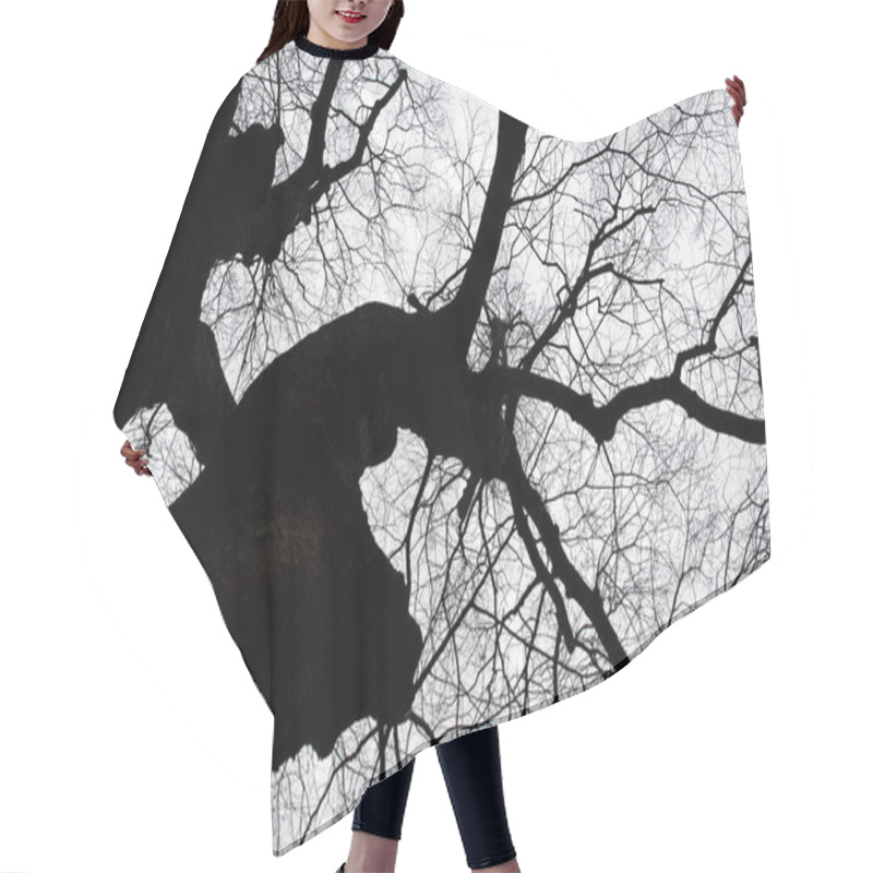 Personality  Black And White Photo Of A Bare Zelkova Tree In Cold Winter Hair Cutting Cape