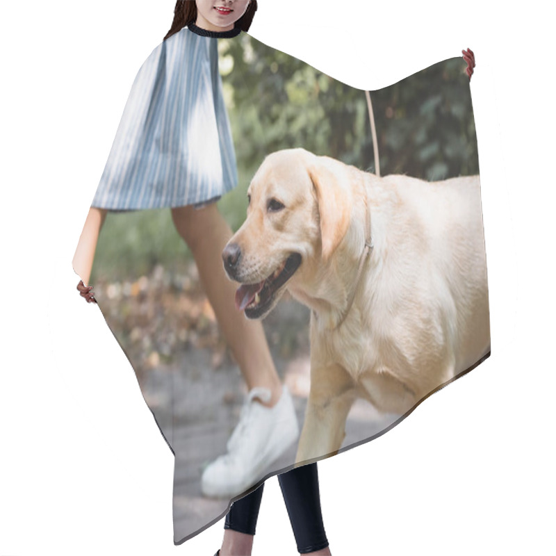 Personality  Cropped View Of Woman Walking With Labrador In Park Hair Cutting Cape