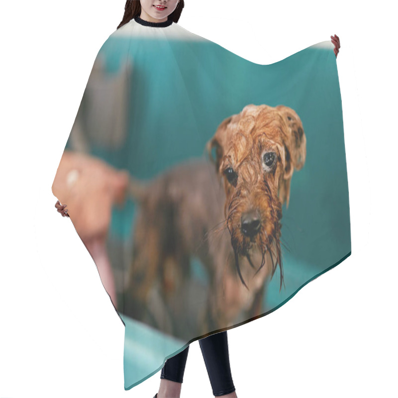 Personality  Dog Wash In Pet Grooming Salon. Groomer Washing Funny Wet Animal Hair Cutting Cape