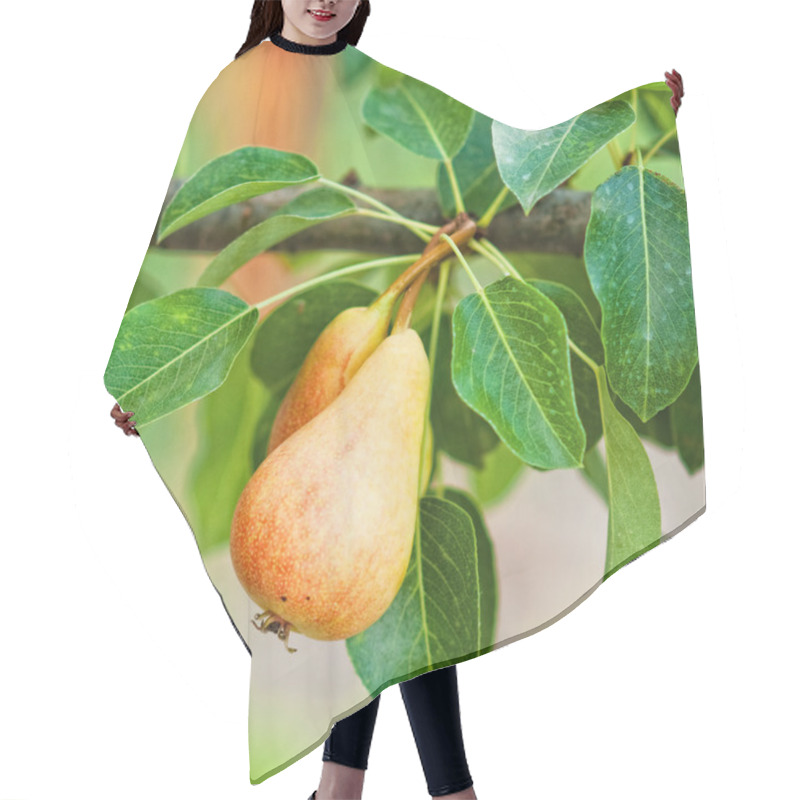 Personality  Pears On The Branch Hair Cutting Cape