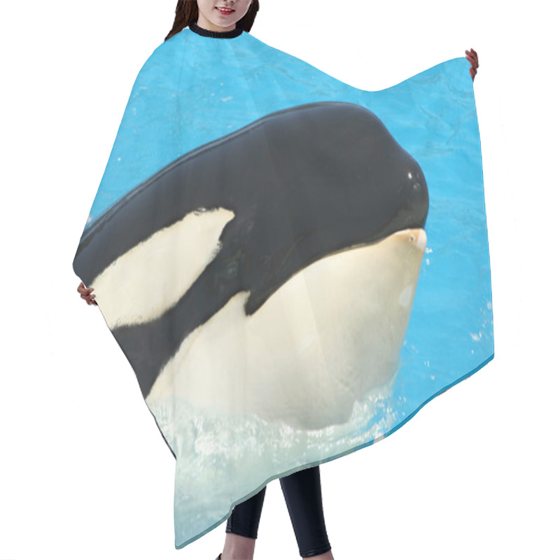 Personality  A Killer Whale Watches From The Tank's Edge Hair Cutting Cape