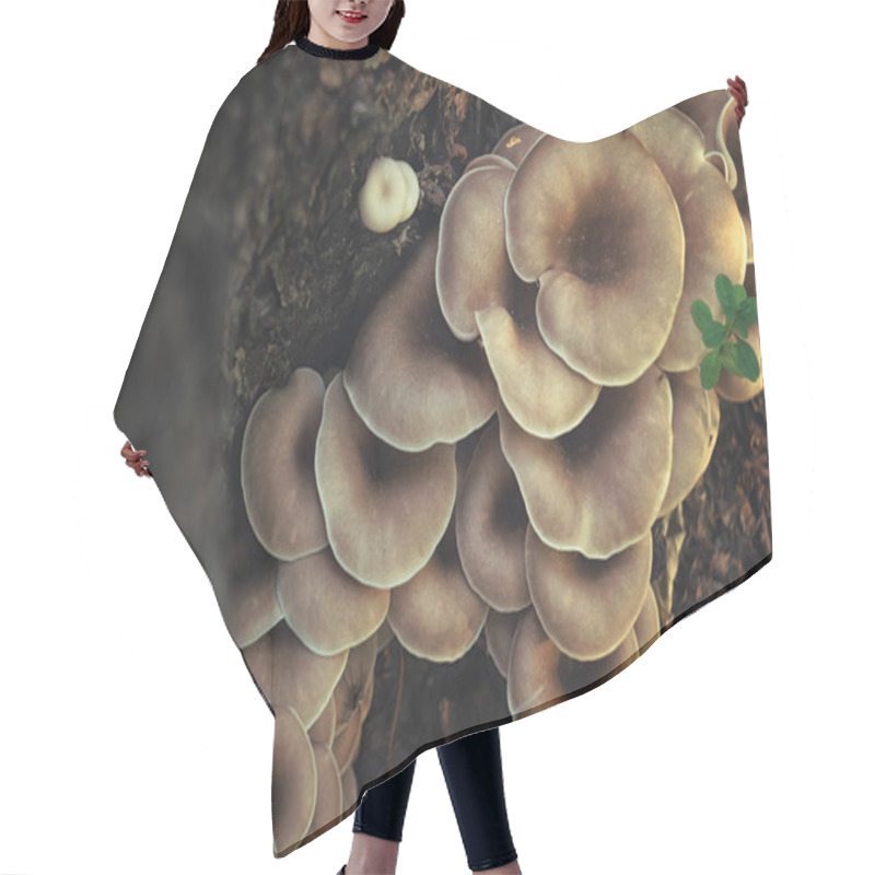 Personality  Mushrooms Grow On A Tree Trunk In Autumn Forest Hair Cutting Cape