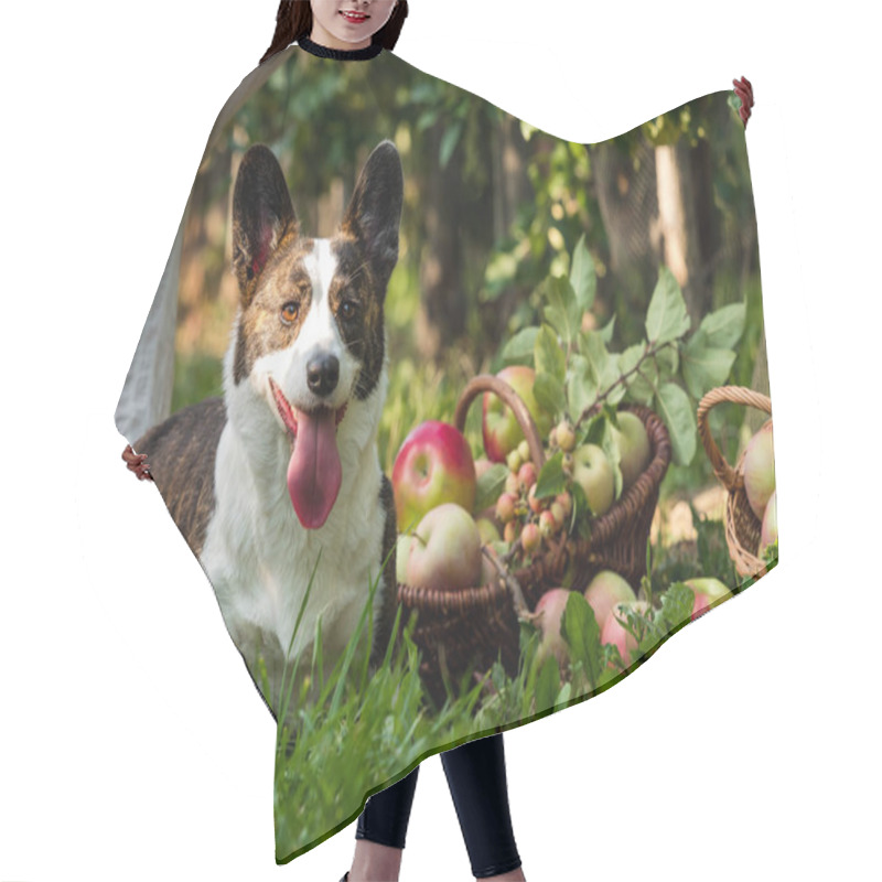 Personality  A Corgi Dog Lies Near A Basket Of Ripe Apples In A Large Apple Orchard, Summertime Hair Cutting Cape