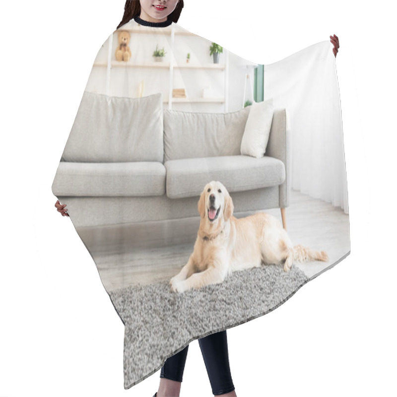 Personality  Portrait Of Cute Labrador Lying On The Floor At Home Hair Cutting Cape