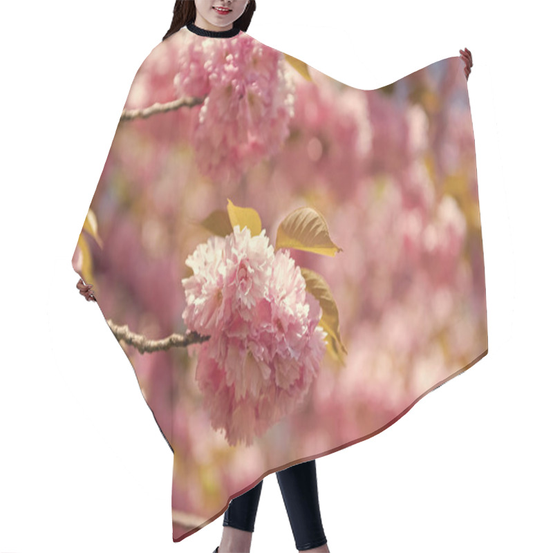 Personality  Spring Sakura Bloom. Spring Sakura Bloom On Branch. Image Of Spring Sakura Bloom. Spring Sakura Bloom. Hair Cutting Cape