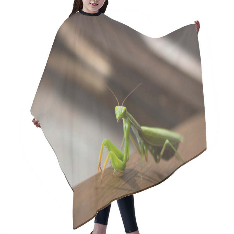 Personality  A Mantis Near A Window Hair Cutting Cape