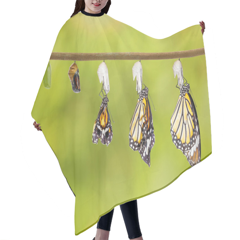 Personality  Transformation Of Common Tiger Butterfly Emerging From Cocoon Hair Cutting Cape