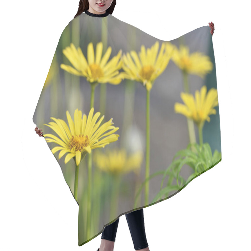 Personality  Beautiful Delicate Yellow Chamomile Flowers, On A Green Background. Large Flower Of Field Daisy. Yellow Flowers On The Flowerbed. Floral Background. Yellow Chamomile In Spring Or Summer, In The Sun. Hair Cutting Cape