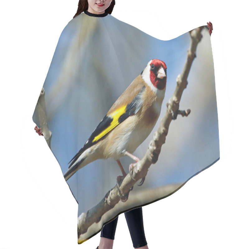 Personality  Goldfinch In The Woods Hair Cutting Cape