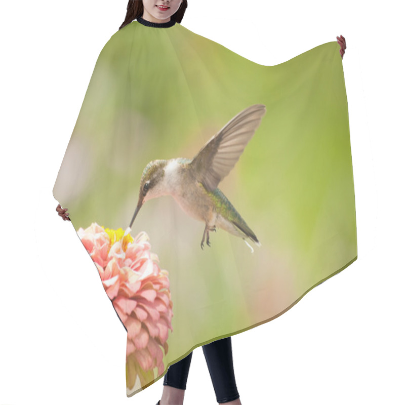 Personality  Beautiful Hummingbird Feeding On A Light Pink Zinnia Hair Cutting Cape