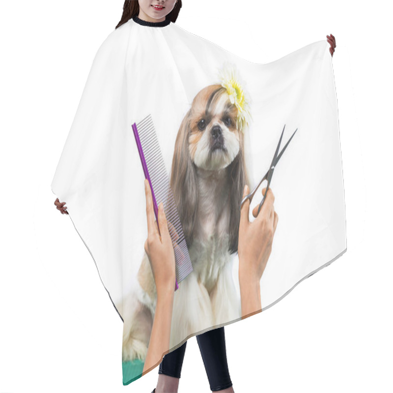 Personality  Beautiful Shih-tzu Dog At The Groomer's Hands With Comb. Hair Cutting Cape