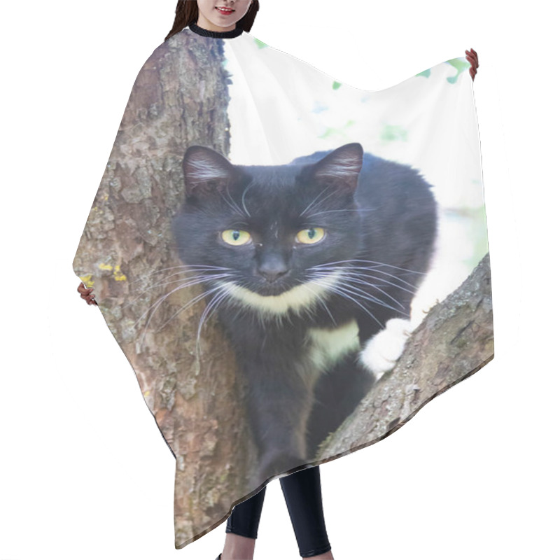 Personality  Fluffy Cat Is Sitting On A Tree Branch. Pet. Cat For A Walk In The Yard. The Cat Is Climbing Trees. Hair Cutting Cape