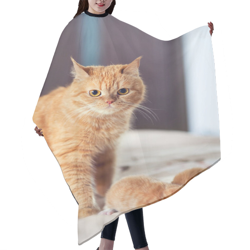 Personality  Mother Cat With Kitten Hair Cutting Cape