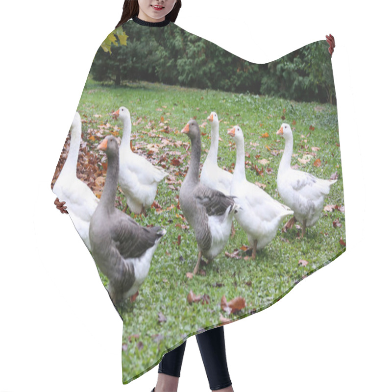 Personality  Closeup Of White And Grey Adult Geese On Farm Yard. Domestic Goose Hair Cutting Cape