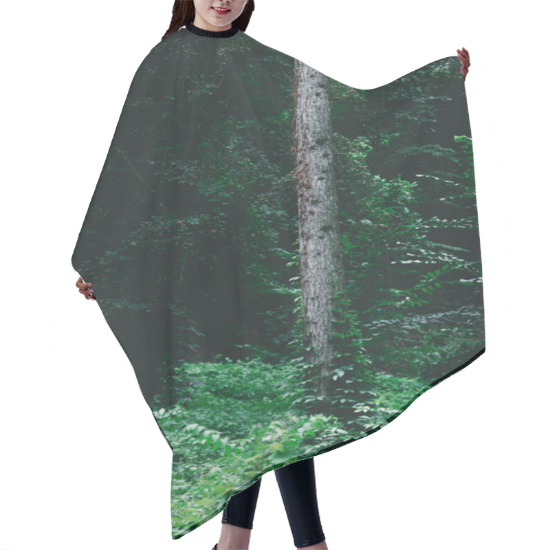 Personality  Dramatic Shot Of Pine Tree Trunk In Green Forest Hair Cutting Cape