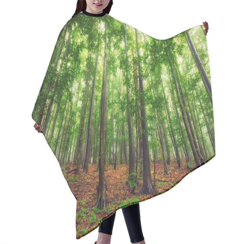 Personality  Beautiful Nature At Morning In The Misty Spring Forest With Sun  Hair Cutting Cape