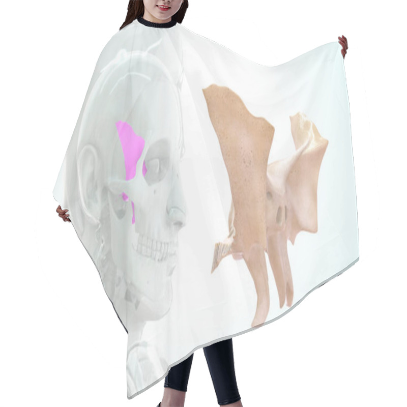 Personality  Human  Bone Anatomy 3d Illustration Hair Cutting Cape