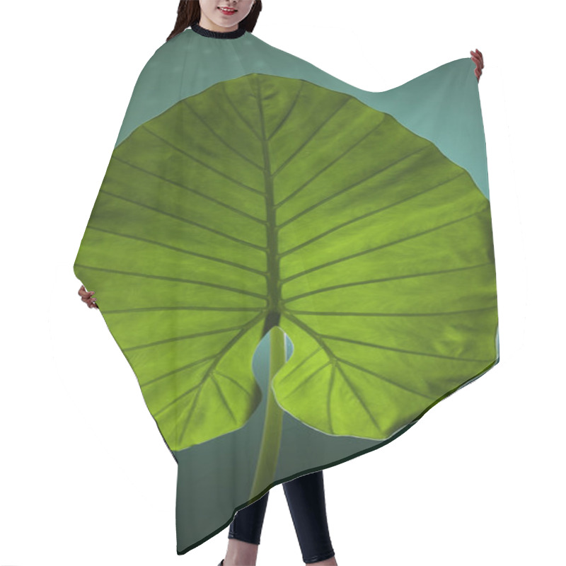 Personality  Alocasia Odora Leaf Close Shot Hair Cutting Cape