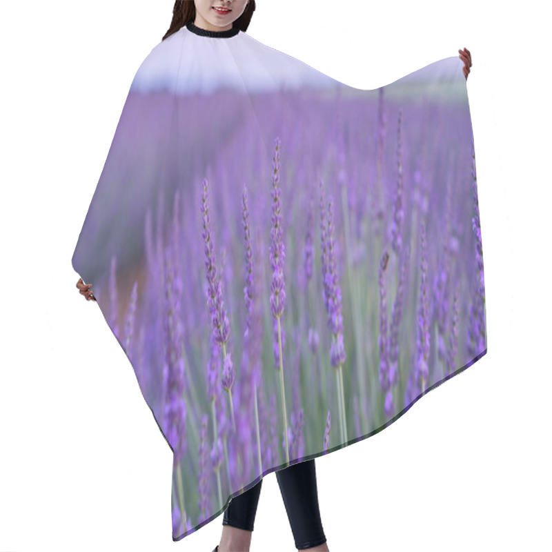 Personality  Panorama Field Lavender Morning Summer Blur Background. Spring Lavender Background. Flower Background. Shallow Depth Of Field. Vintage Tone Filter Effect With Noise And Grain. Hair Cutting Cape