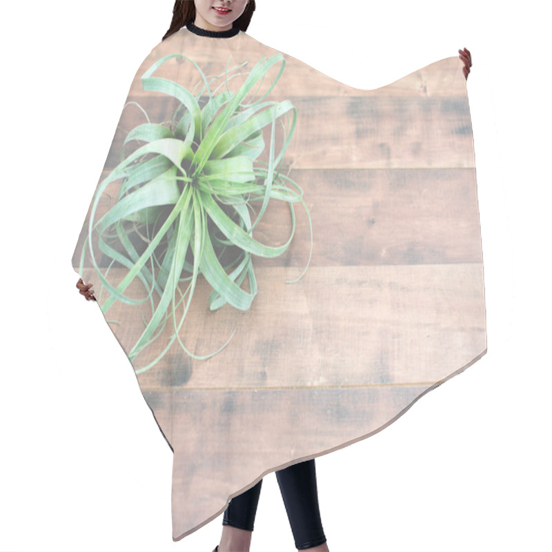 Personality  Air Plant Tillandsia Hair Cutting Cape