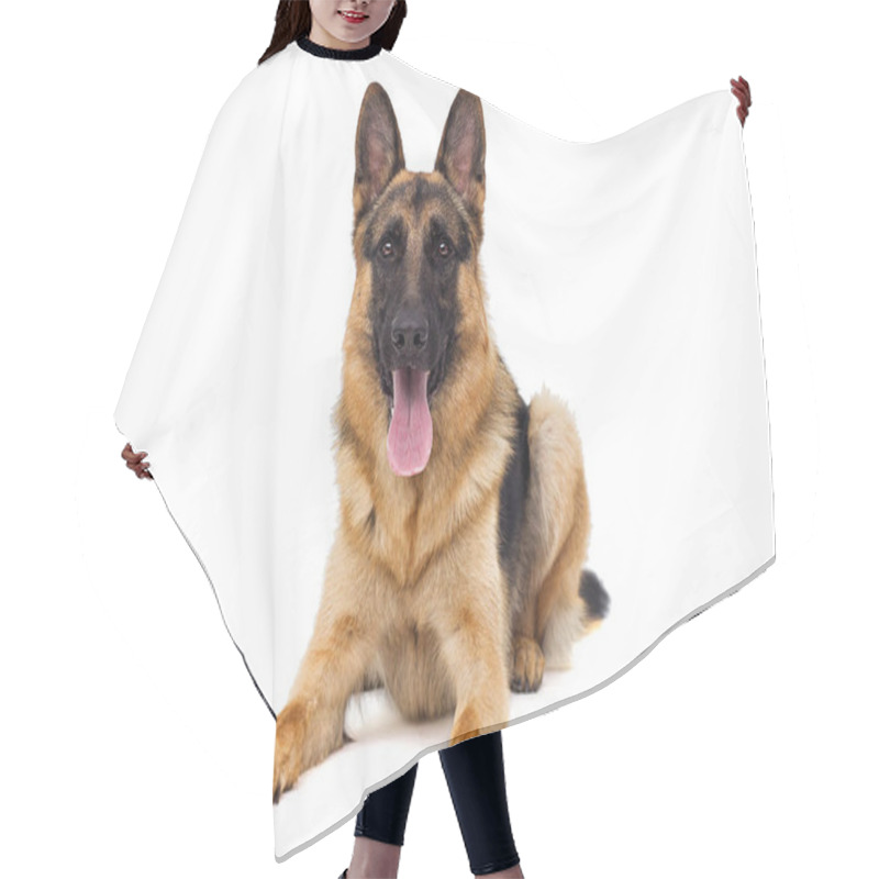 Personality  Shepherd Dog Lies Isolated Hair Cutting Cape