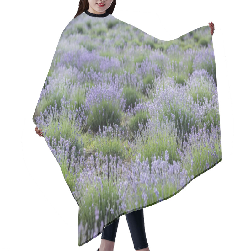 Personality  Meadow With Flowering Lavender Plants In Summer Hair Cutting Cape