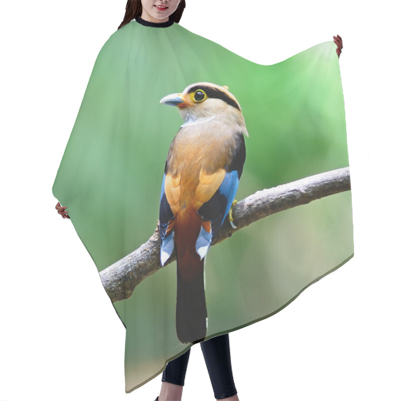 Personality  Female Silver-breasted Broadbill Hair Cutting Cape