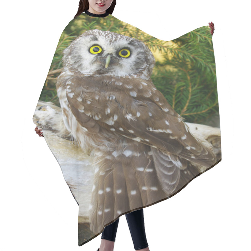 Personality  Owl (Aegolius Funereus) Hair Cutting Cape