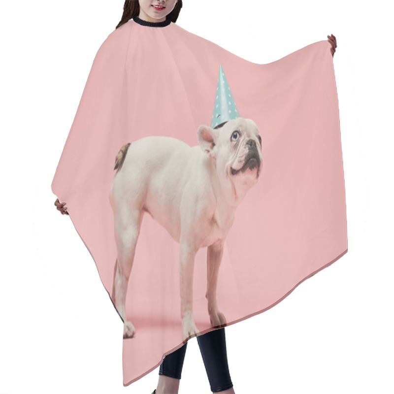 Personality  French Bulldog With Dark Nose With Dark Nose In Blue Birthday Cap On Pink Background Hair Cutting Cape