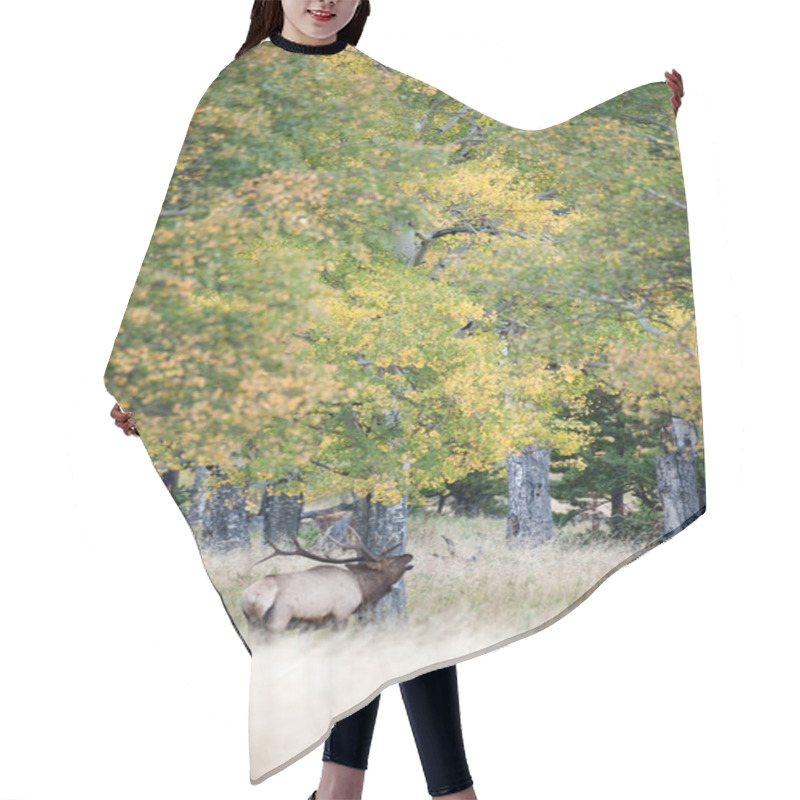 Personality  North American Elk  Hair Cutting Cape