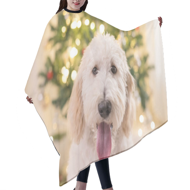 Personality  Close Up Of Golden Doodle Dog In Front Of Christmas Tree Hair Cutting Cape