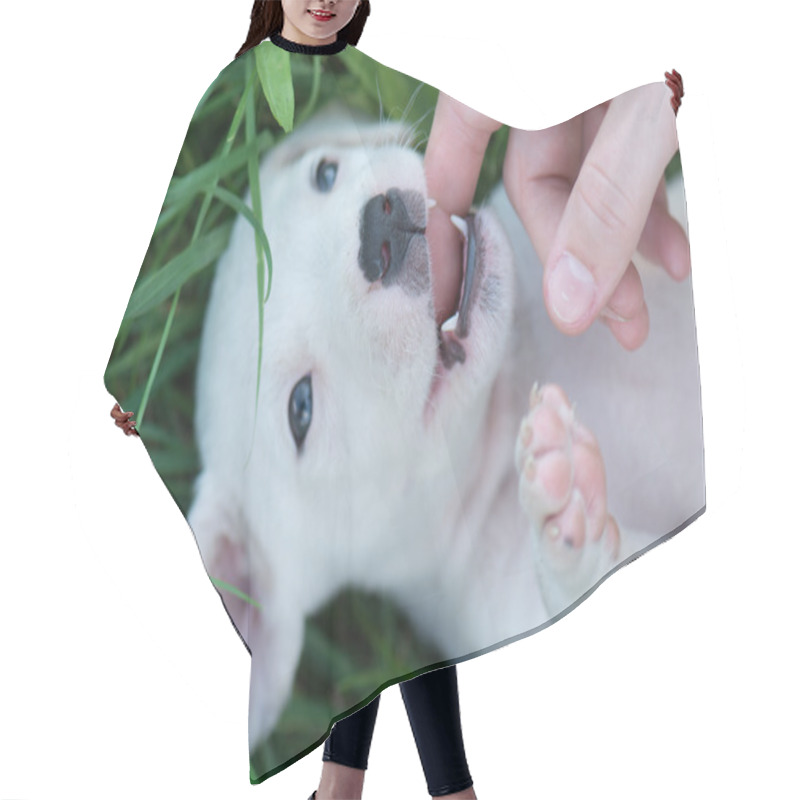 Personality  Playful Cute Dog Hair Cutting Cape