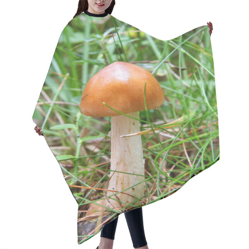 Personality  Mushroom Hair Cutting Cape