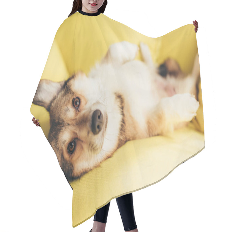 Personality  Friendly Welsh Corgi Dog Lying On Yellow Sofa Hair Cutting Cape