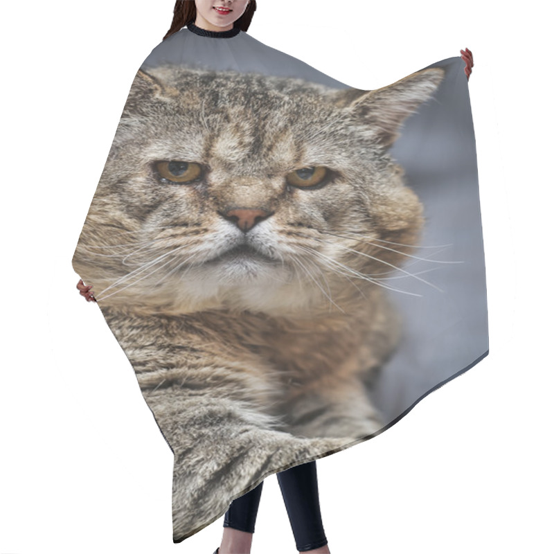 Personality  Old Cat Hair Cutting Cape