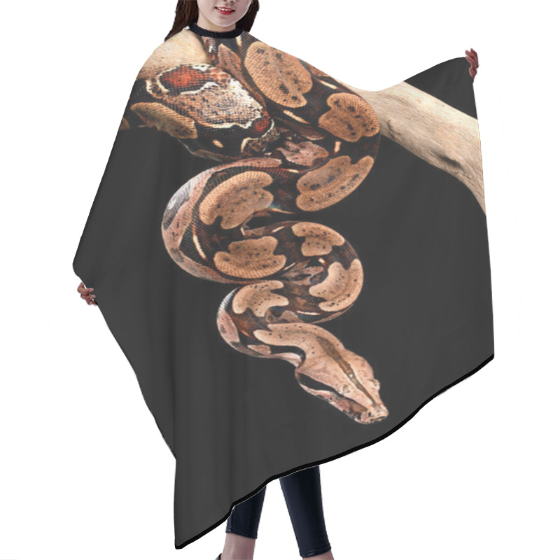 Personality  Red Tailed Boa. Hair Cutting Cape