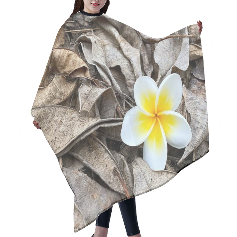 Personality  A Vibrant Single Yellow And White Frangipani Flower Resting On A Bed Of Dry Fallen Leaves Outdoors, Symbolizing Contrast And Natural Beauty In A Decayed Environment. Hair Cutting Cape