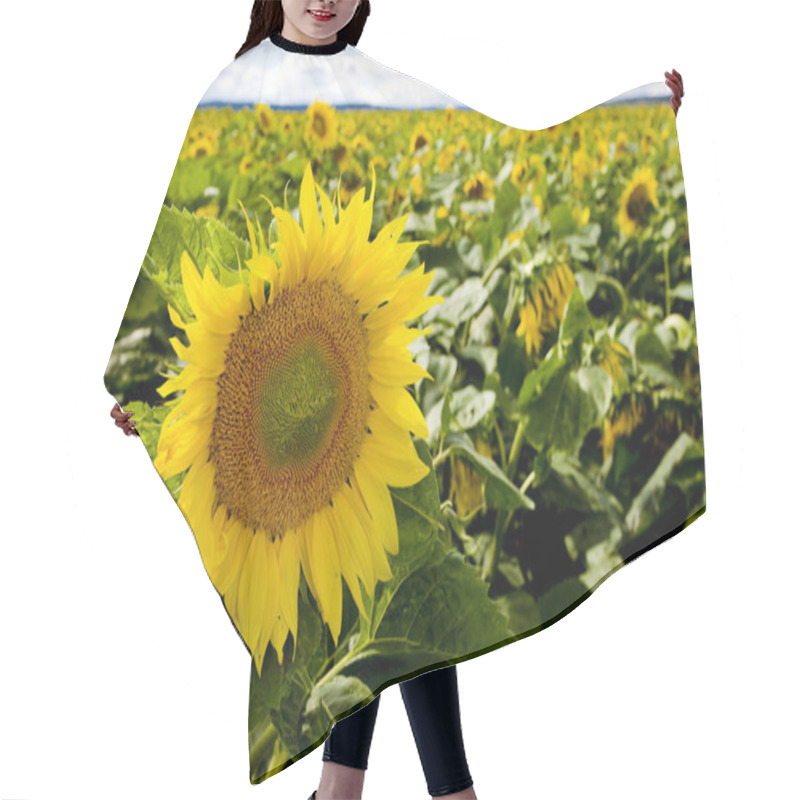 Personality  Sunflowers Hair Cutting Cape