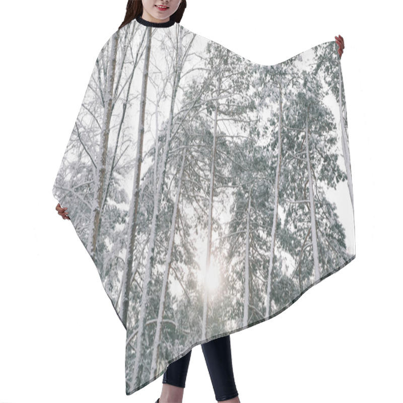 Personality  Sun Between Trees Covered With Snow In Forest Hair Cutting Cape