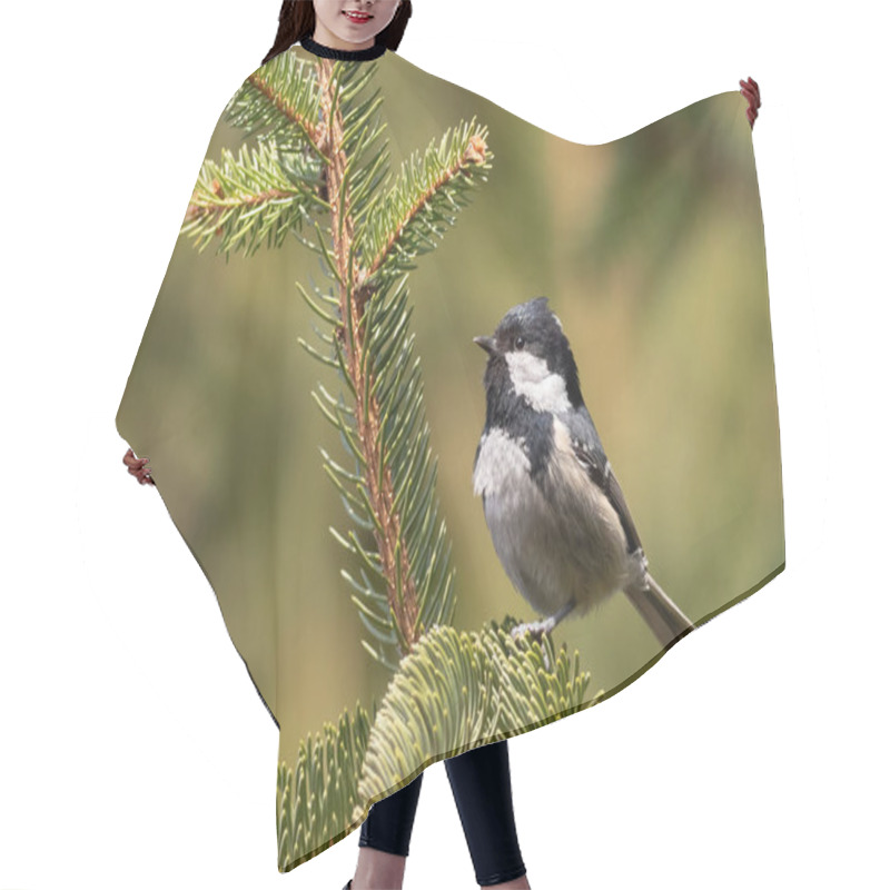 Personality  Coal Tit, Periparus Ater. A Bird Sits On A Spruce Branch On A Blurred Green Background Hair Cutting Cape